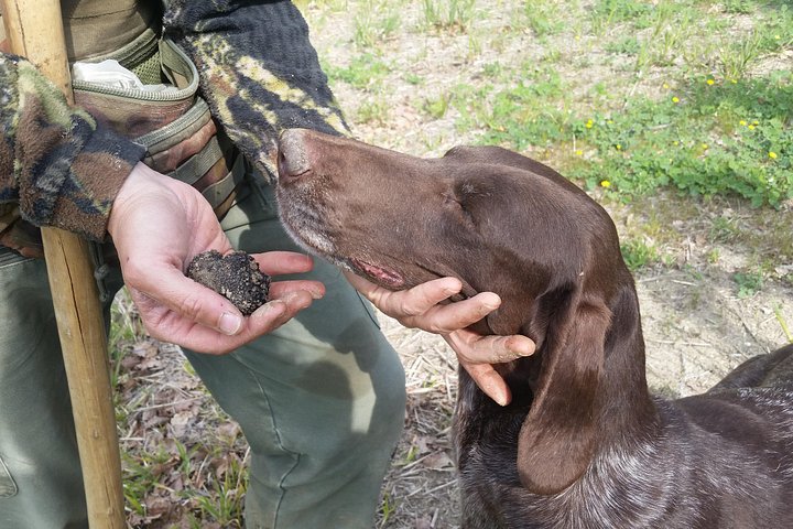 Truffle Hunt & Bio Lunch in Assisi
