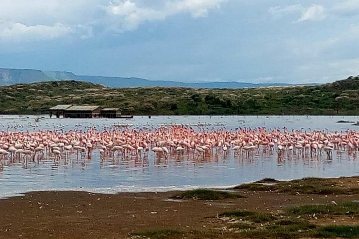 Day excursion lake Nakuru National Park.