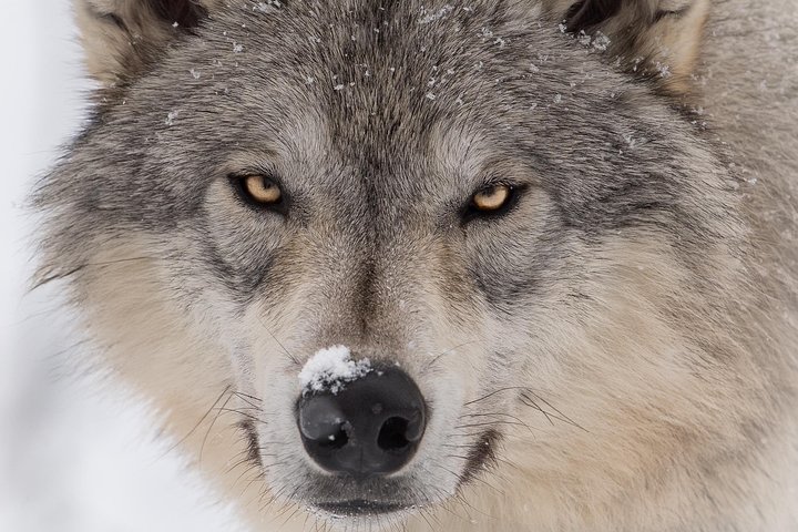 Alaska Wildlife Tour