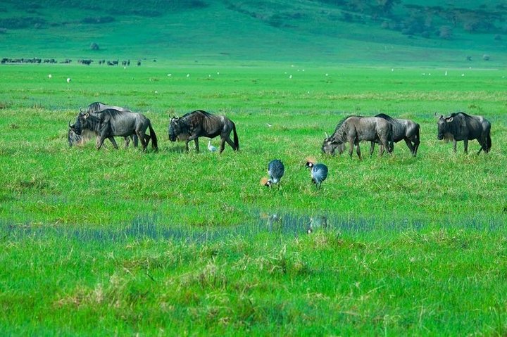 En dagstur Safari til Tarangire nasjonalpark