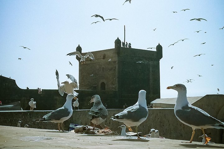 Shared-Small Group Day Trip to Essaouira from Marrakech