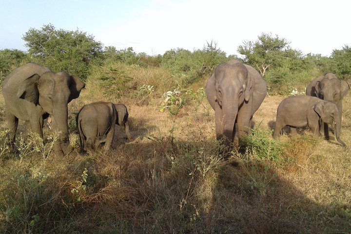 Udawalawe National Park Jeep Safari & Elephant Transit Home- One Day Trip