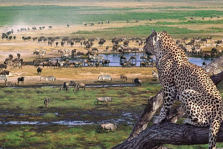 6 days Private Safari Tour Tanzania