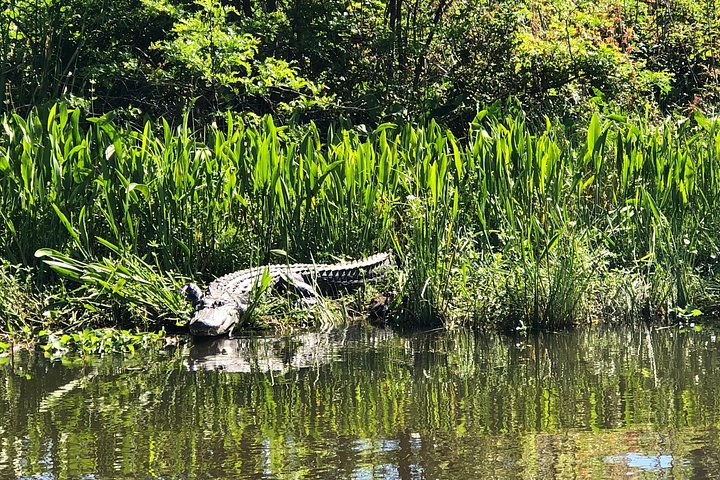 Highlights of New Orleans: City and Swamp Combo Tour
