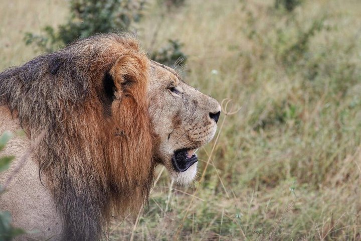 4 Day Moremi,Khwai and Savuti camping safari
