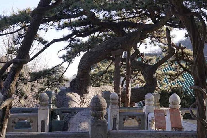 Private Day Tour to Tanzhe Temple, Jietai Temple & Summer Palace with Lunch