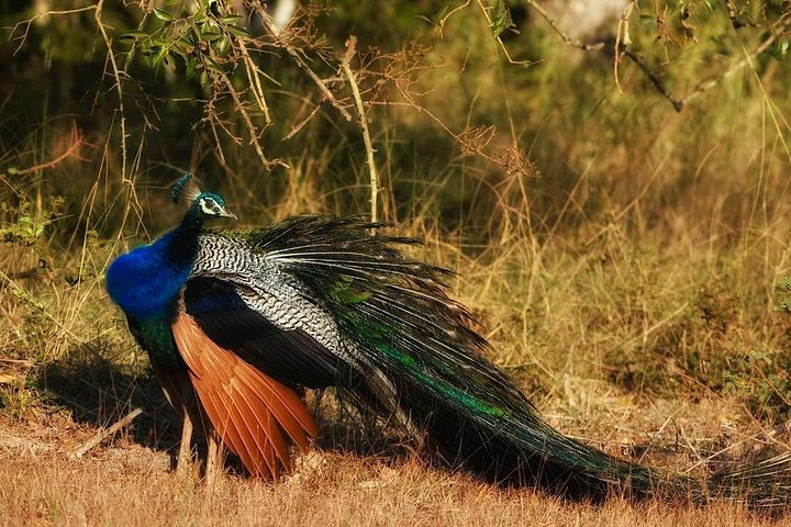 Bundala National Park Safari from Koggala.