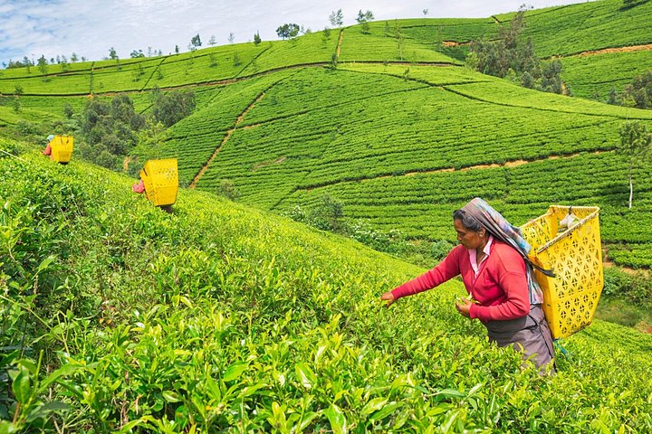 Full Day Nuwara Eliya City Tour | From Kandy