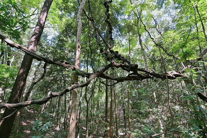 Walk Through Udawatta Kele Sanctuary with Guide