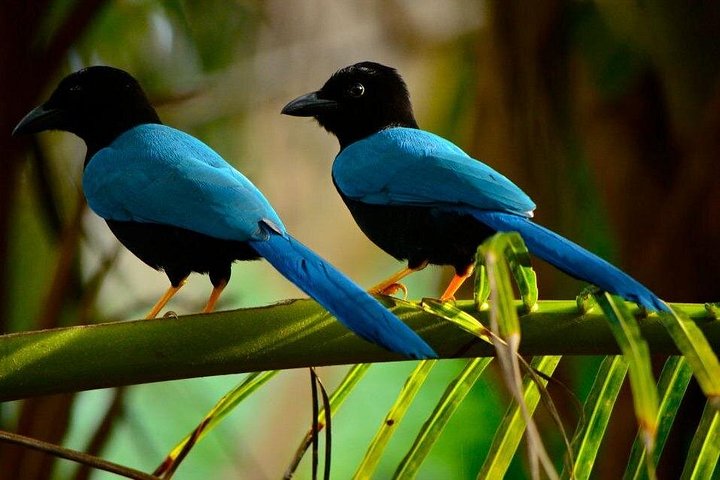 Observación de aves en Coba desde Tulum - Tour en grupo compartido