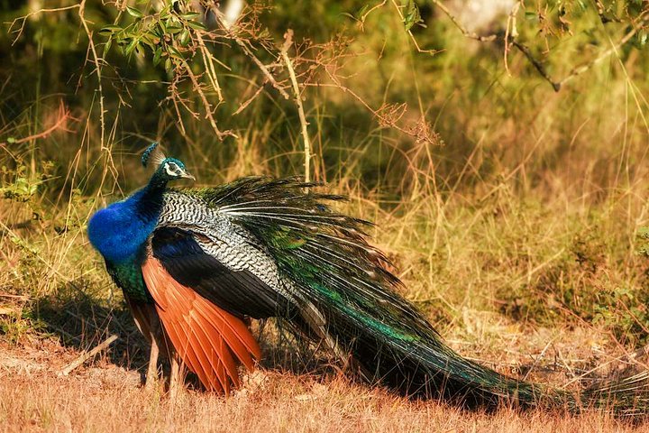 Bundala National Park Safari from Ahangama