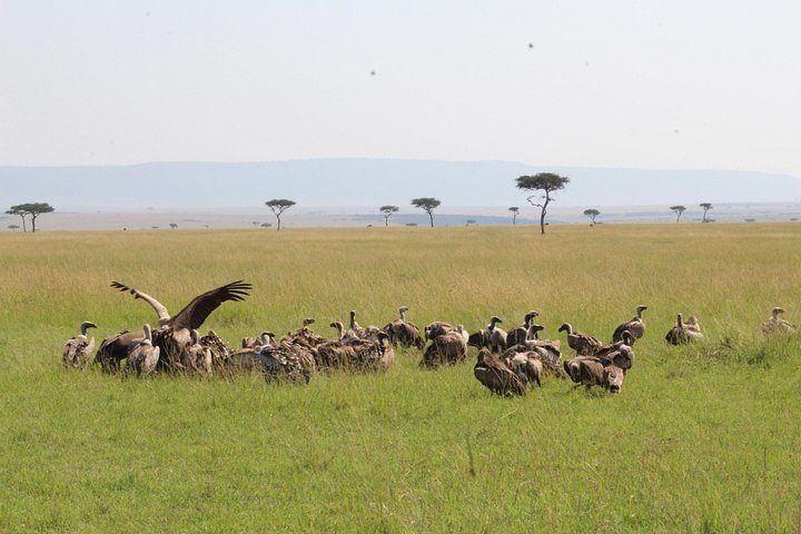 4-Day Safari to Ngorongoro crater and Serengeti