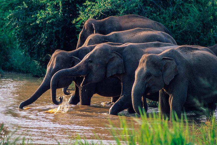Wasgamuwa National Park Safari from Habarana