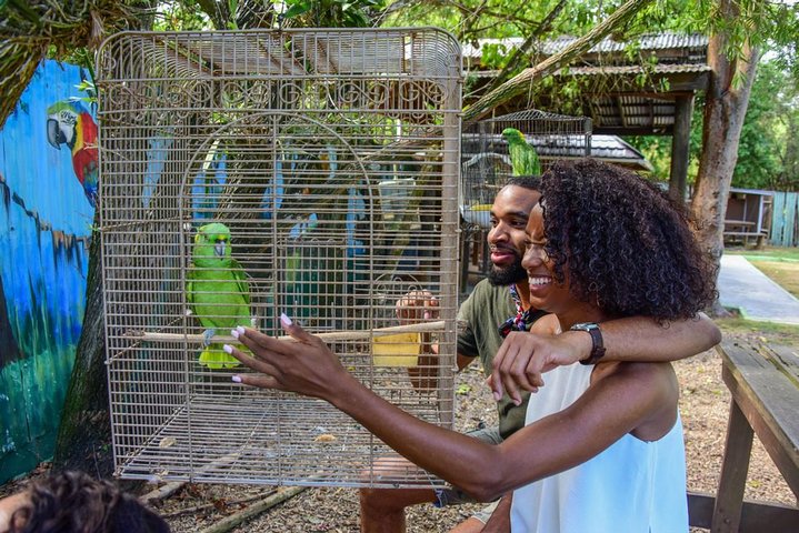 Rockland Bird Sanctuary mais destaques de Montego Bay e tour privado de compras