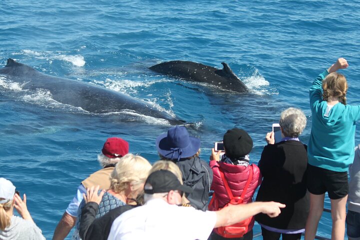Boat Club's World Class Whale Watching from Hervey Bay