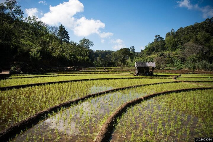 Ella Village Tour with Local