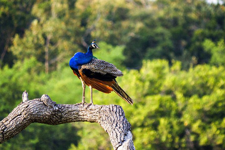 Wildlife Tour Covering Birds and Mammals (15 Days)