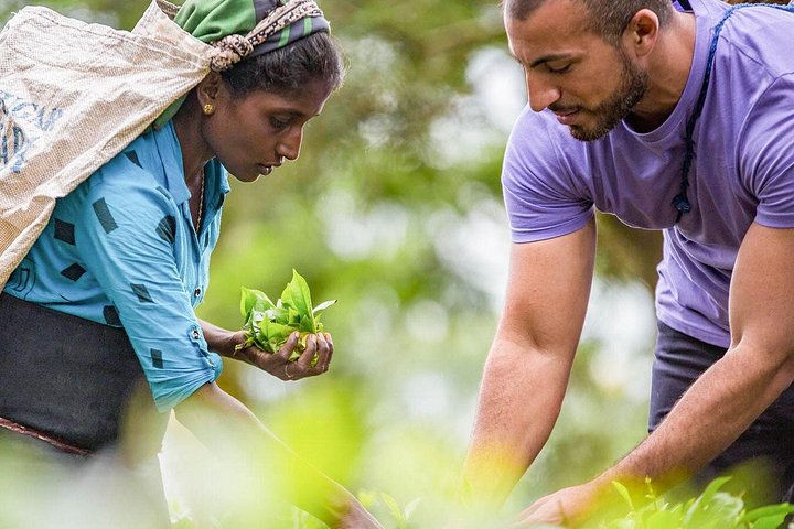 Ceylon Tea Tour (5 Days)