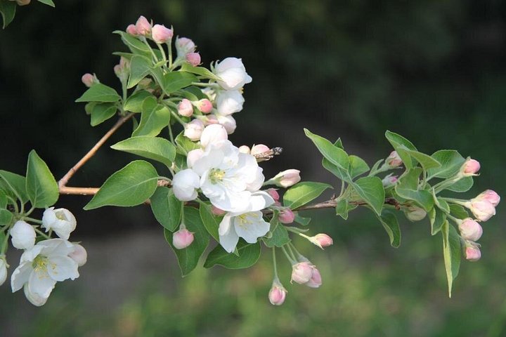 Flower day-trip in Beijing Olympic Forest Park