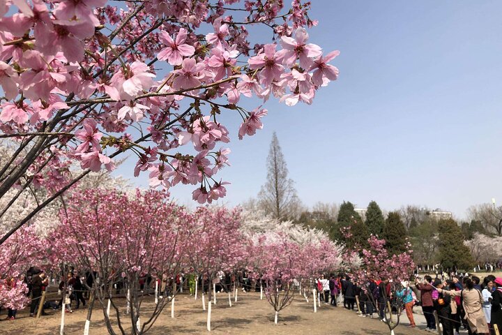 Cherry Blossoms trip in Yuyuantan Park