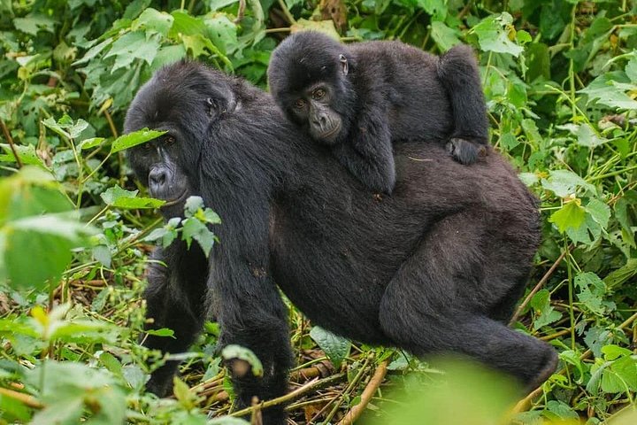 4-Day Private Tour in Bwindi Forest National Park