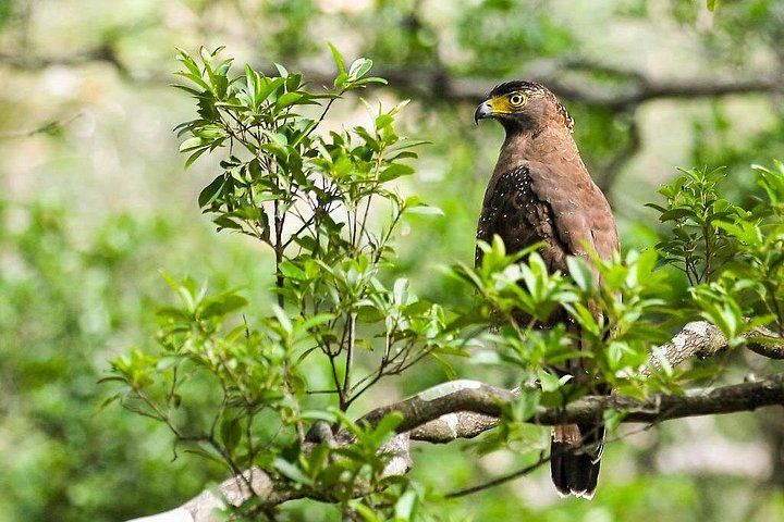 Wildlife Tour Covering Birds, Mammals and Whales (14 Days)
