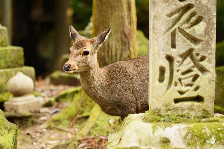 Osaka to Nara Day Trip with a Local – Private & Personalized
