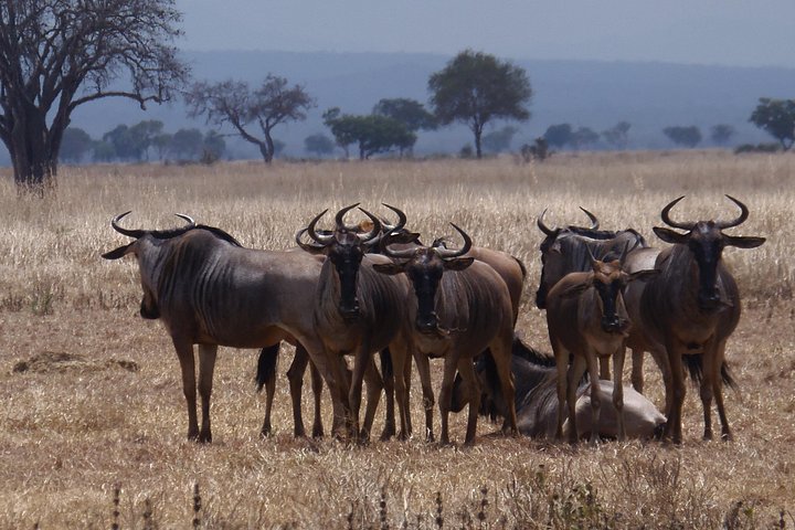 2 Days Wildlife Safari in Mikumi National Park