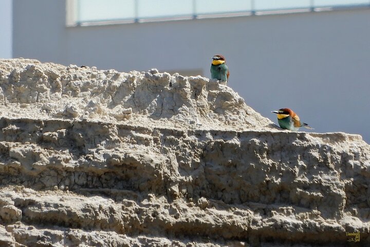 The Le Matinelle trail and the Gruccione Bay
