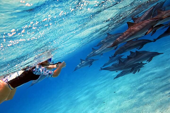 Sataya Dolphin House Snorkel Trip - Marsa Alam