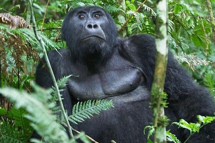 16-Days Around Uganda Safari