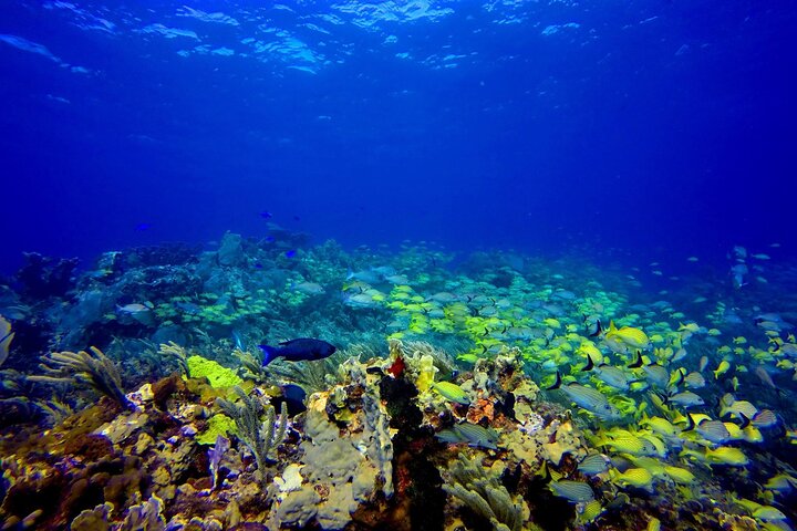 Snorkel at El Farito - The Lighthouse Reservation