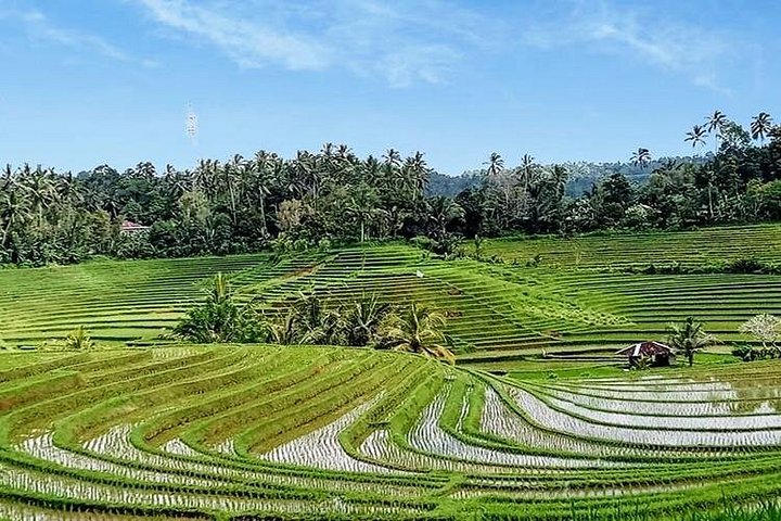 Private Tour The Beauty of Jatiluwih Rice Terrace