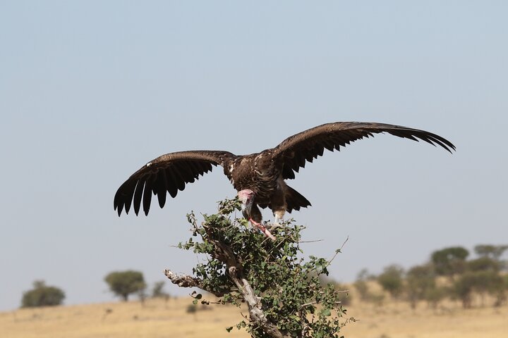 2 Days Tarangire and Ngorongoro Private Camping Safari