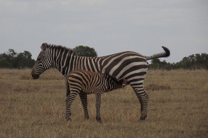 A day Tour to Olpejeta Conservancy