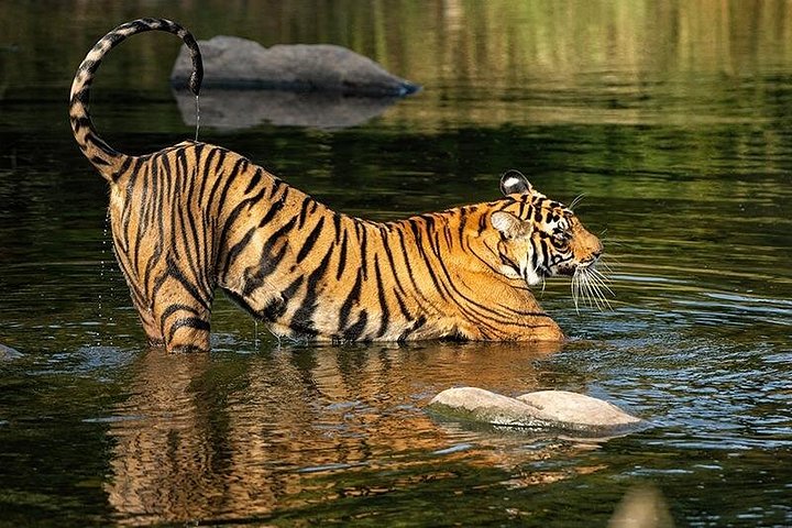 7 Days Private Tour of Taj Mahal, Tigers, Palace and Forts of India