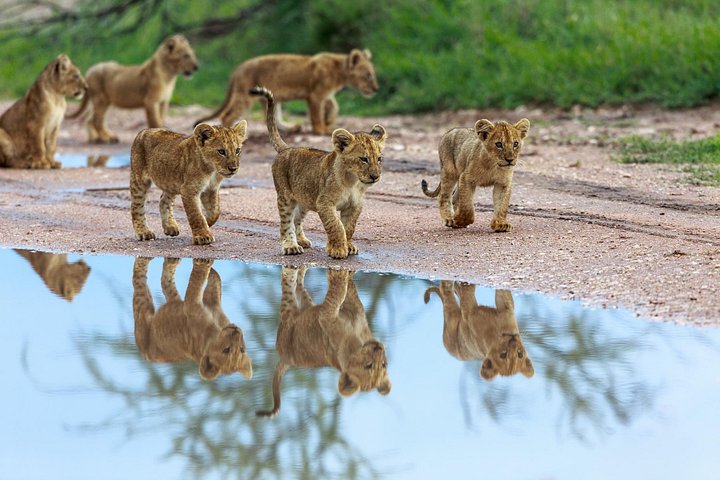 5 Days Comfort Safari in Tanzania