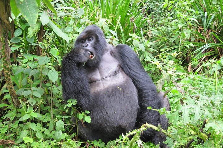 5-Day Uganda Safari with Gorilla Trekking & Wildlife Game Drive