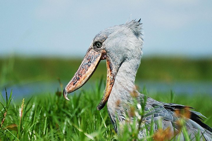 4-Day Birding in Murchison Falls National Park
