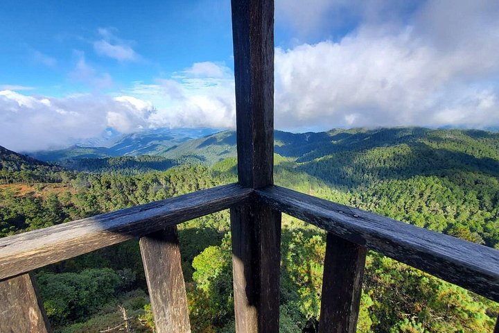 Hiking in the Enchanted Forest of Ixtepeji with Rescue Dogs