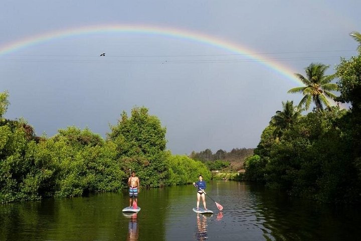 Stand Up Paddle Nature and Turtle tour-Guaranteed to see turtles