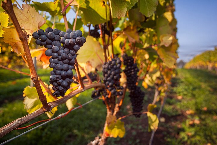 Huon Valley private wine and farm gate trail.