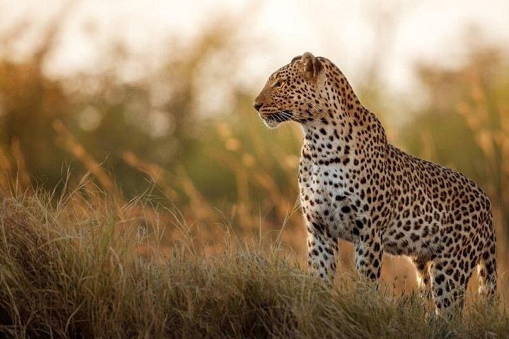 Private 7 Days Tour to the Big Five Wildlife in Sri Lanka