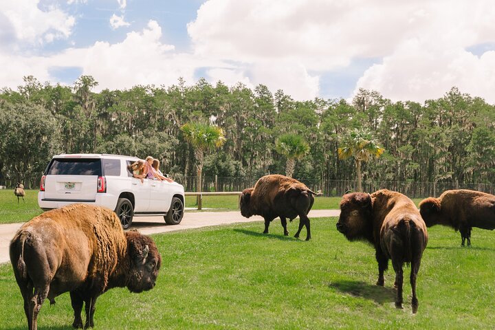 Wild Florida Drive-Thru Safari and Gator Park Admission