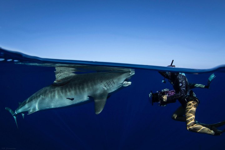 Open Water Shark Dive