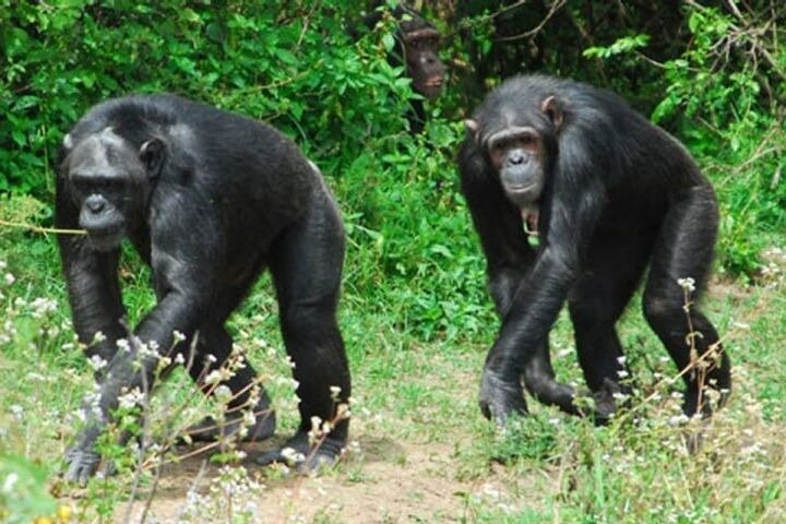 Ol Pejeta Conservancy & Chimpanzee Sanctuary full day tour