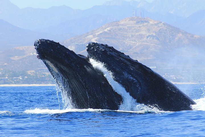 Los Cabos Whale Watching (Pictures & Transportation Included)