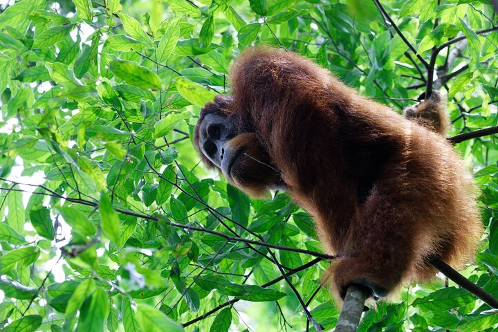7 Days 6 Nights North Sumatra Tour (Bukit Lawang-Berastagi-Lake Toba)