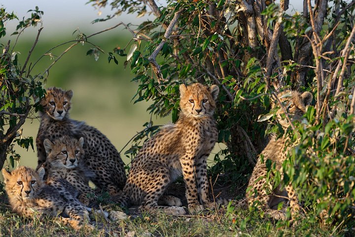 3 Days Group Safari Serengeti & Ngorongoro
