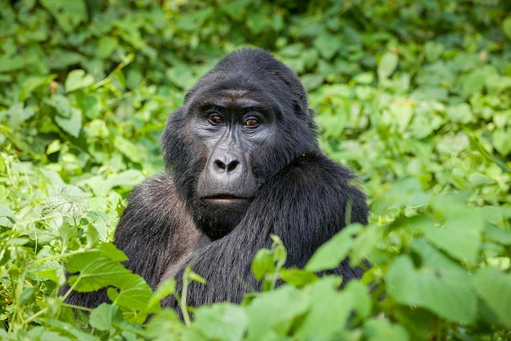 3-Day Private Gorilla Tour in Bwindi Impenetrable National Park